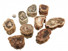 Madagascar Petrified Wood - Polished Ends/Slabs - 1 lb