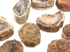 Madagascar Petrified Wood - Polished Ends/Slabs - 1 lb