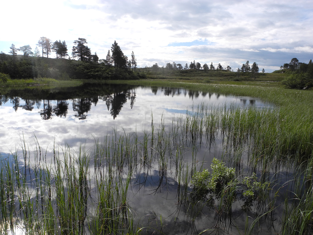 Thulite Bead Strand Oval - 1 pc