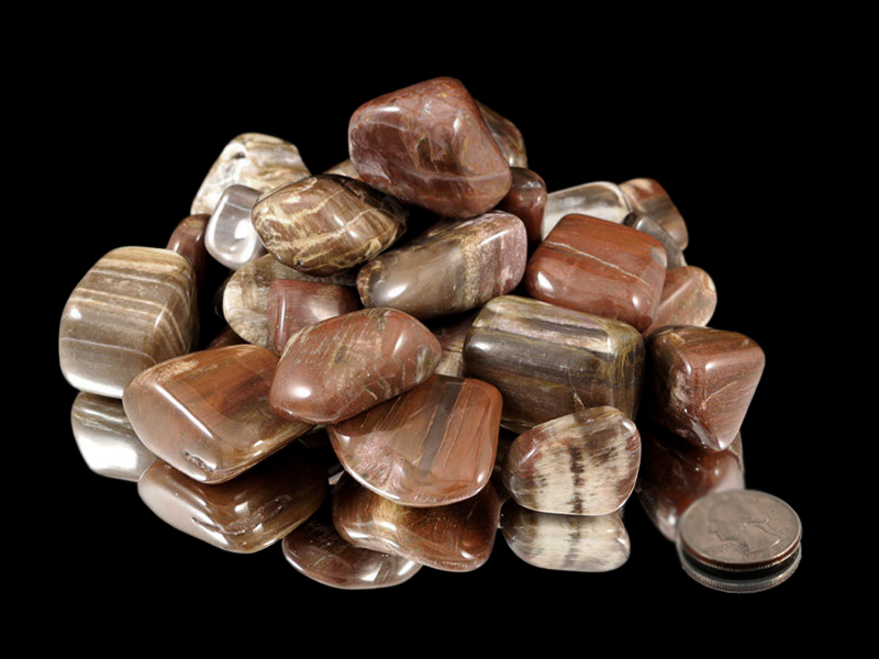 Petrified Wood Tumbled Stones - 1 lb