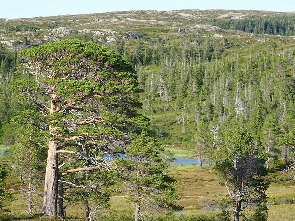 Thulite Tumbled Stones - 1 lb